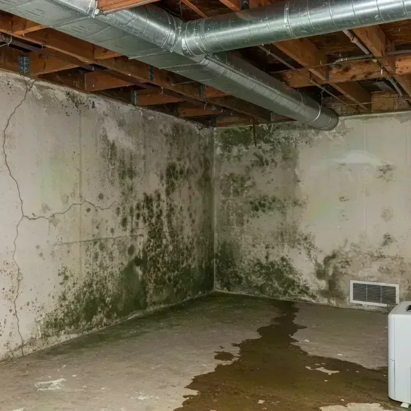 Professional Mold Removal in Pine Bluffs, WY